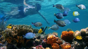 Skuba Diving