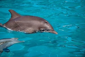 Dolphin Snorkel Tour